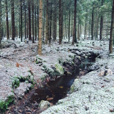 Wald in der Nähe